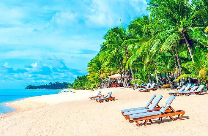 Tropical beach with palm trees.