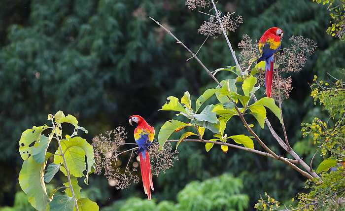 Scarlet macaw in national park in Costa Rica