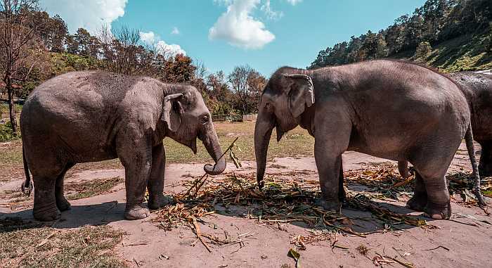 Elephant sanctuary in Chiange Mai (Photo: Shutterstock)
