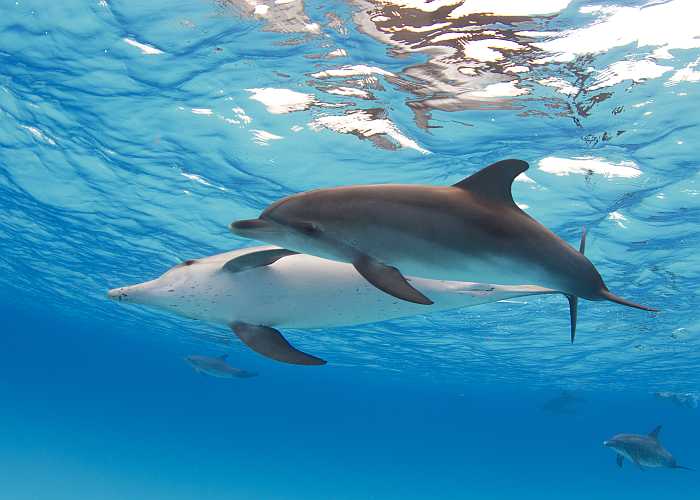 Atlantic spotted dolphins (Photo: Shutterstock)