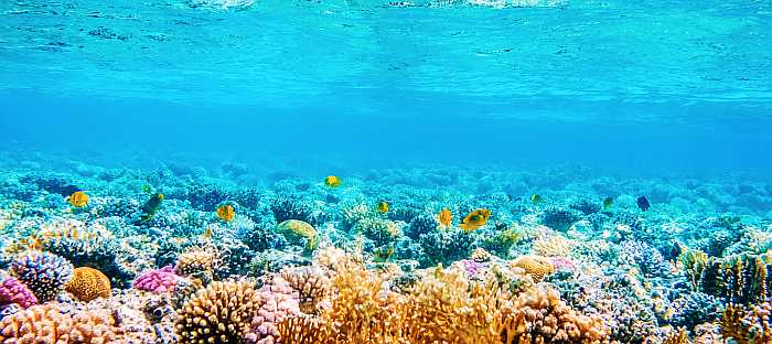 Explore the coral reef (Photo: Shutterstock)