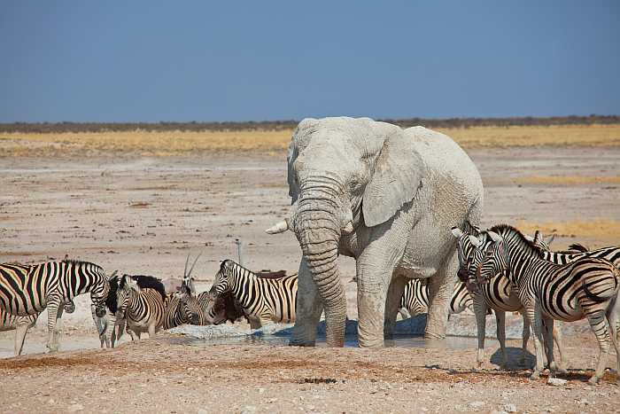 South Africa safari animals (Photo: Envato)