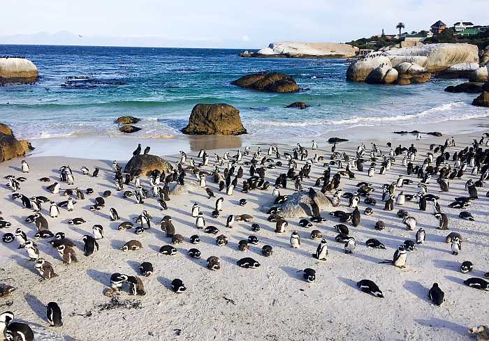 Penguin colony (Photo: Envato)