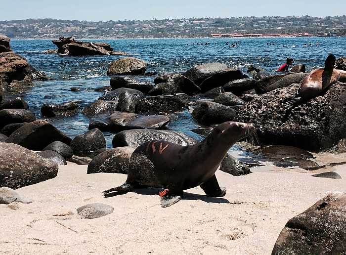 San Diego is known for its marine research - this guy is marked and tagged for scientific purposes (Photo: Envato)