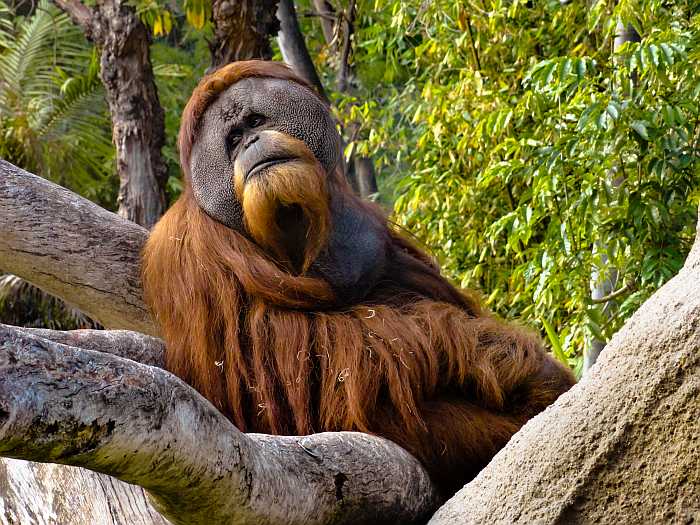 Orangutan at the San Diego Zoo (Photo: Envato)