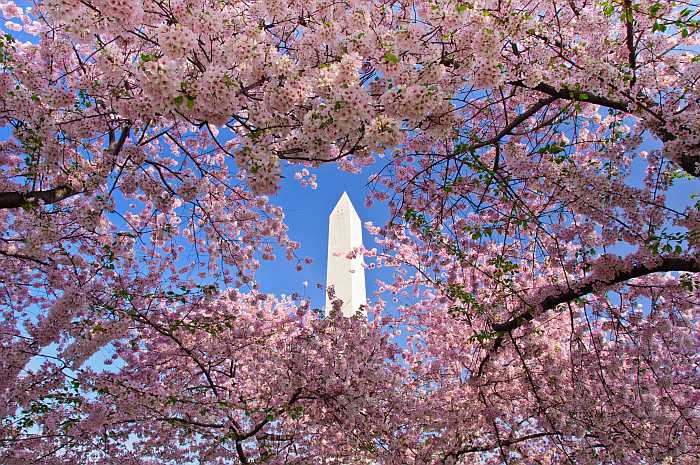 Cherry blossom festival at National Mall in Washington D.C. (Photo: Shutterstock)