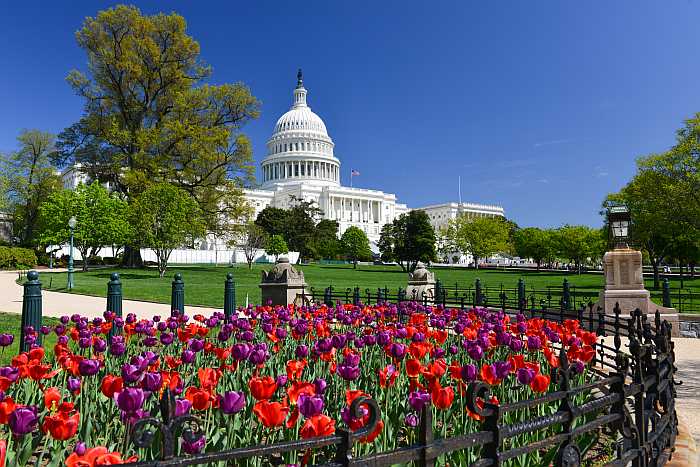 The Capital Building in Washington, DC(Photo: Shutterstock)