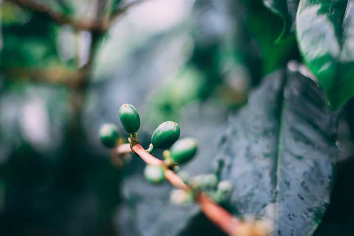 Organic Arabica plants at the Blue Mountain Coffee Plantation in Jamaica (Photo by Marc Babin on Unsplash)