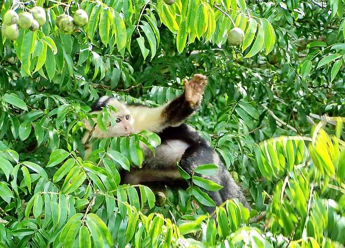 Capuchin monkey waving from a tree on Monkey Island in Lake Gatun, Panama (Photo: Shutterstock)