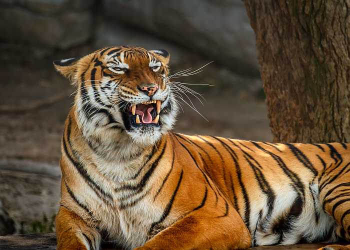 Malyan tiger at ZooTampa (Photo: Envato)