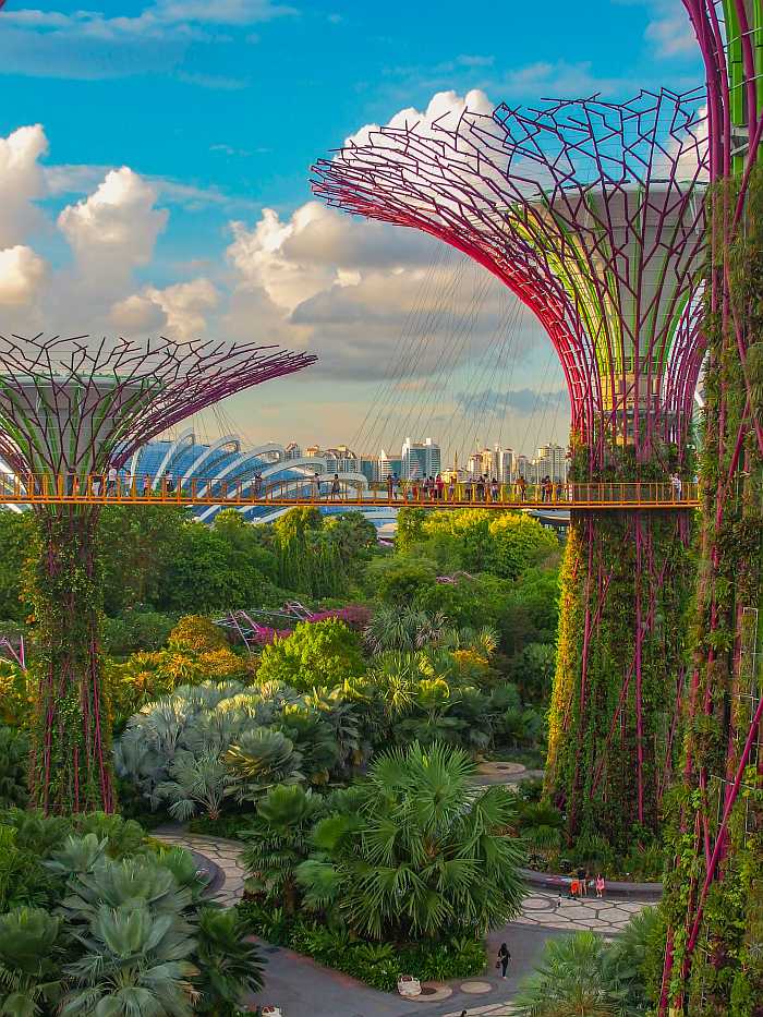 SuperTree Grove at Gardens by the Bay (Photo by Coleen Rivas on Unsplash)