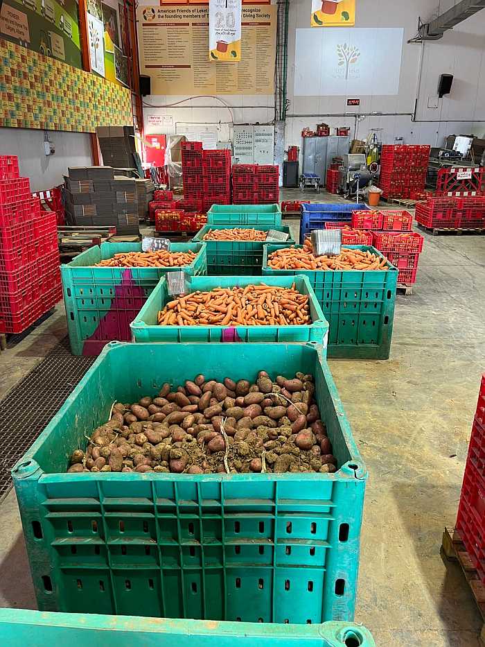 Sorting and packing at Leket Israel's logistics center