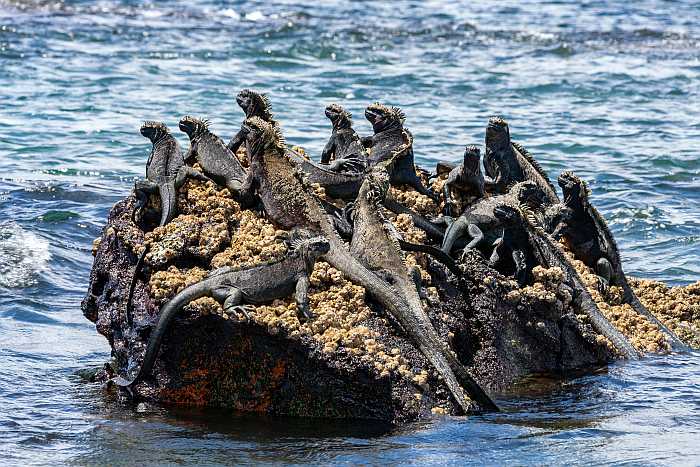 Marine iguanas only found on Galapagos Islands (Photo: Envato)