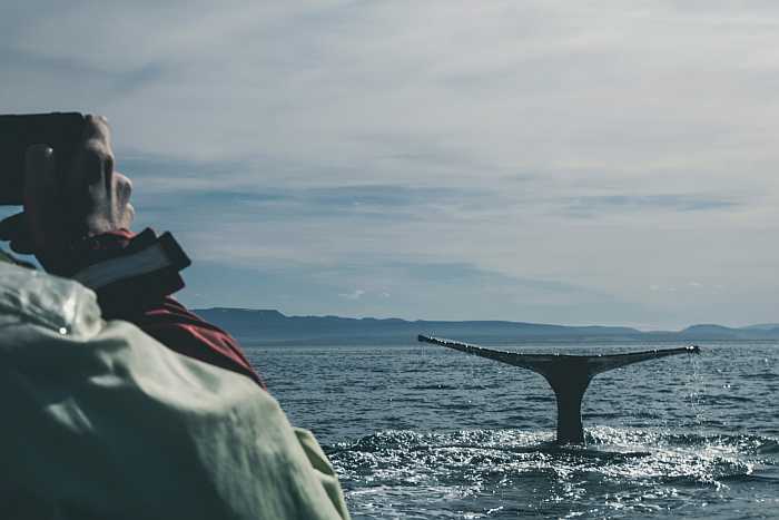 kosher guide to Iceland - whale watching.