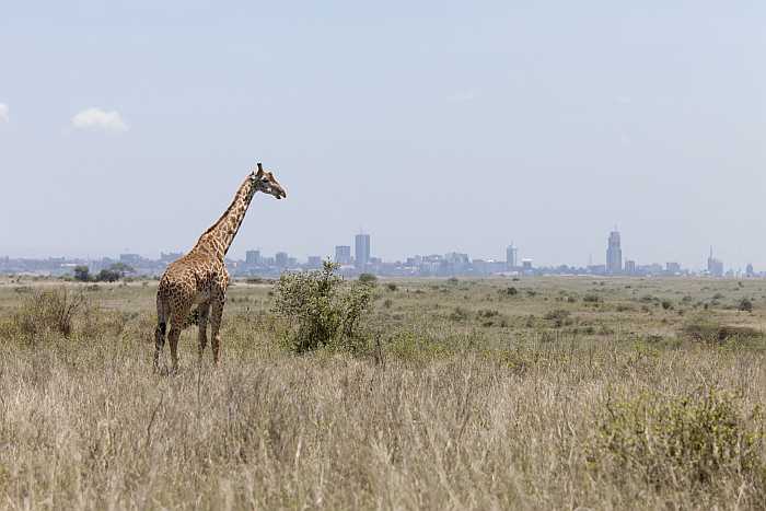 Giraffe with the city of Nairobi in the background (Photo: Envato)