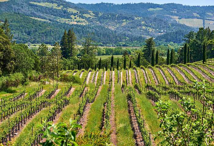 Kosher wineries in California.