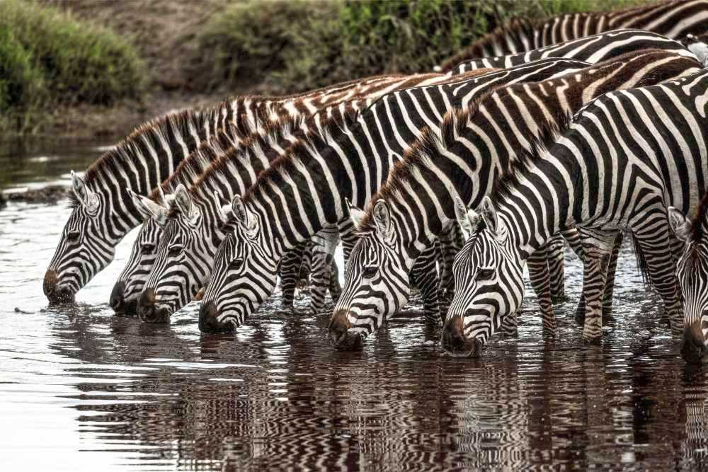 Feel Holiday Pesach Program Safari Experience 2026 In Kenya