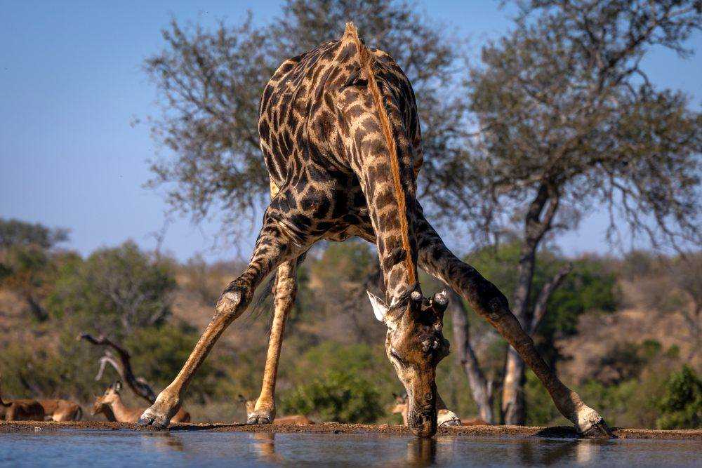 Feel Holiday Pesach Program Safari Experience 2026 In Kenya