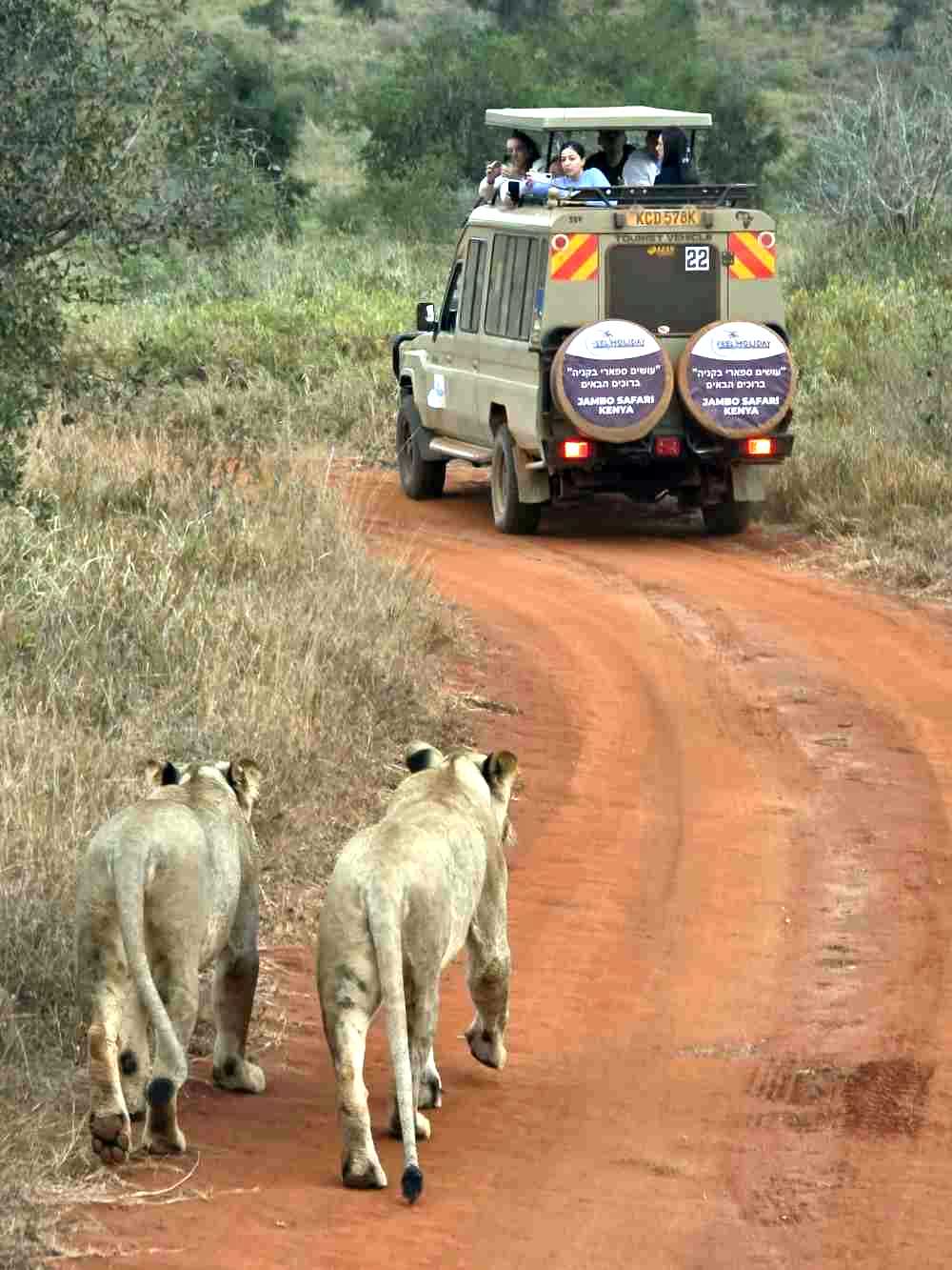 Feel Holiday Pesach Program Safari Experience 2026 In Kenya