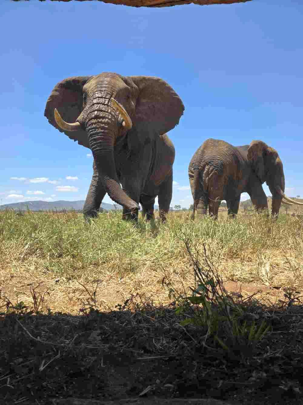 Feel Holiday Pesach Program Safari Experience 2026 In Kenya