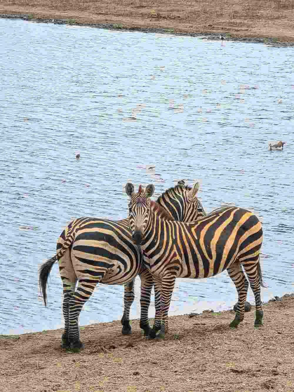 Feel Holiday Pesach Program Safari Experience 2026 In Kenya