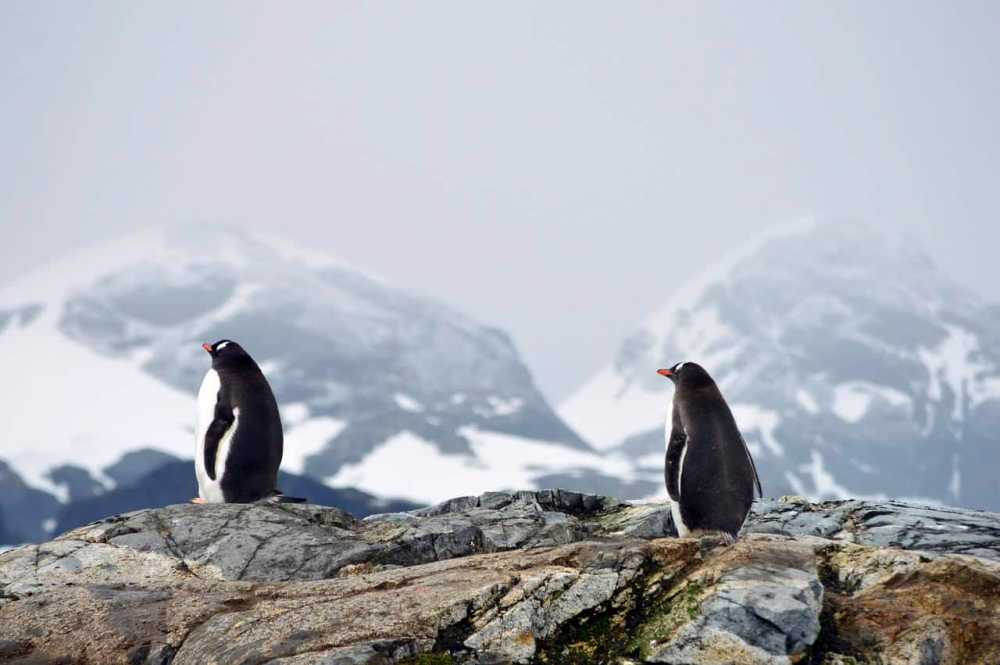Lebor Tours Kosher Antarctica Cruise 2026–2027 
