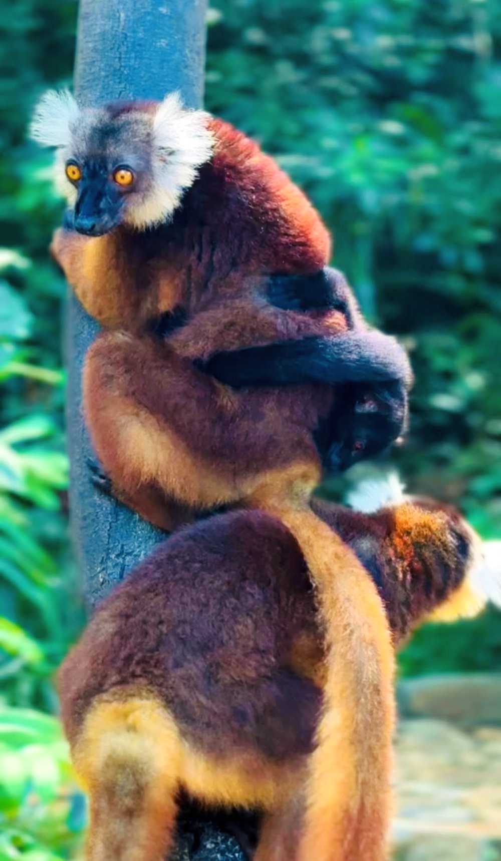 Join MG Kosher Trips for a rare glatt kosher luxury vacation in Madagascar in 2026.