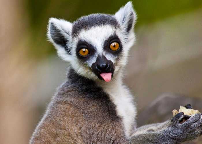 Join MG Kosher Trips for a rare glatt kosher luxury vacation in Madagascar in 2026.