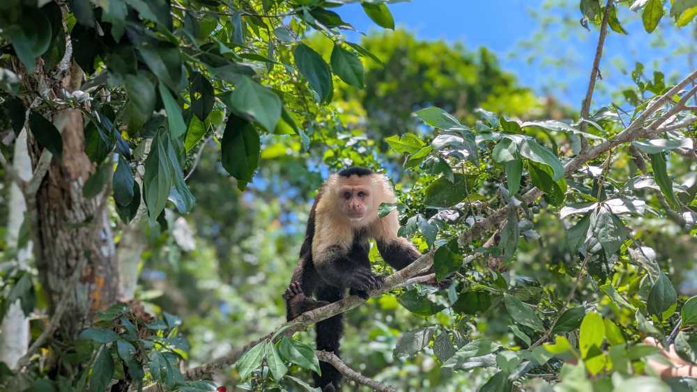 Discover Panama on a 5-day luxury kosher journey.