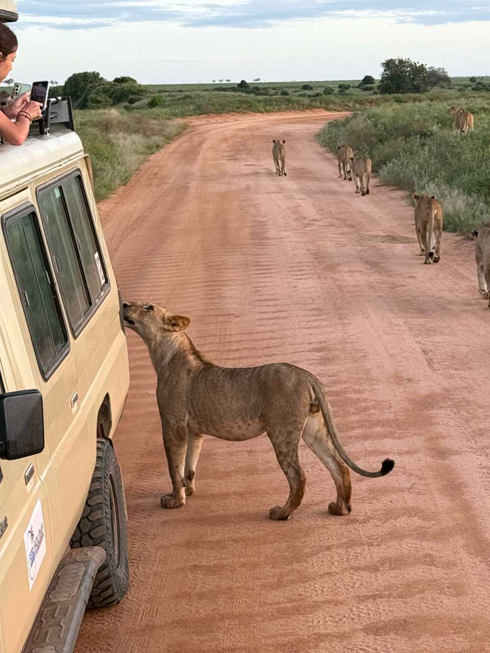 Join a kosher Kenya safari for the Great Migration 2026 with Feel Holiday.