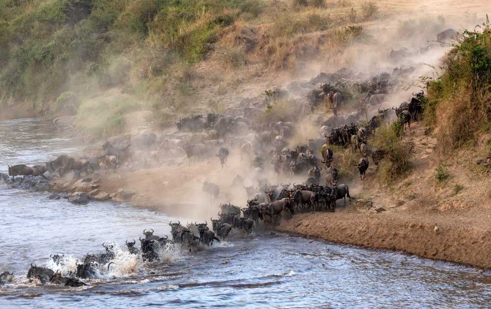 Join a kosher Kenya safari for the Great Migration 2026 with Feel Holiday.