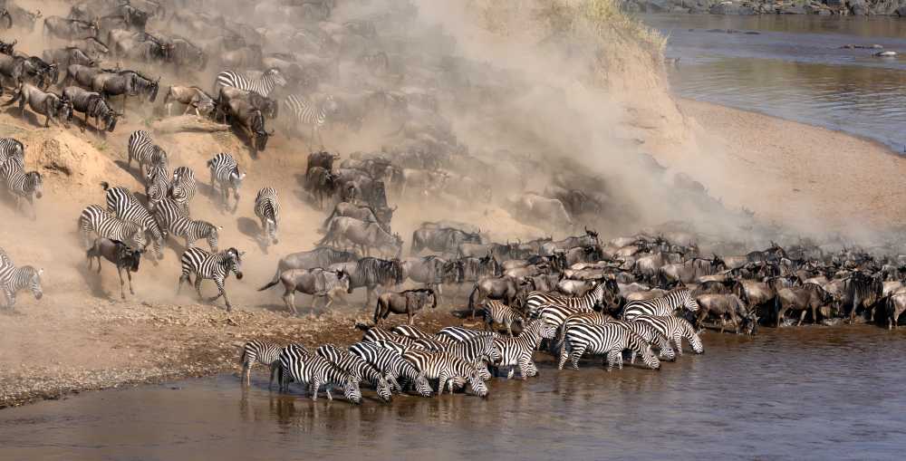Join a kosher Kenya safari for the Great Migration 2026 with Feel Holiday.