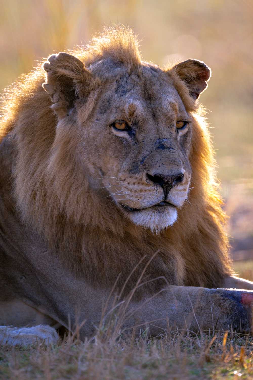 Join a kosher Kenya safari for the Great Migration 2026 with Feel Holiday.