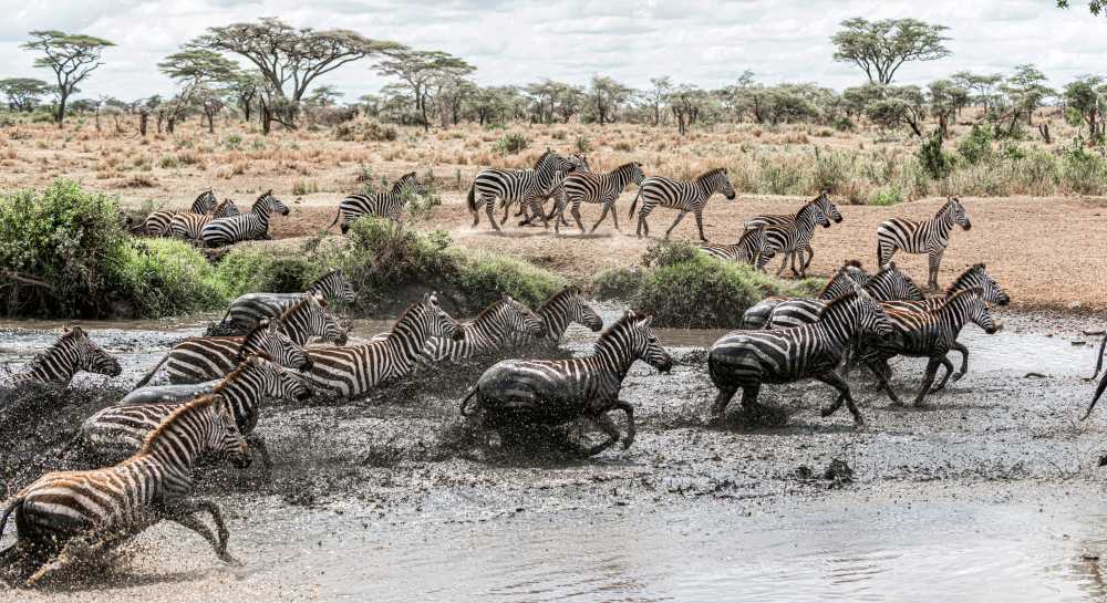 Join a kosher Kenya safari for the Great Migration 2026 with Feel Holiday.