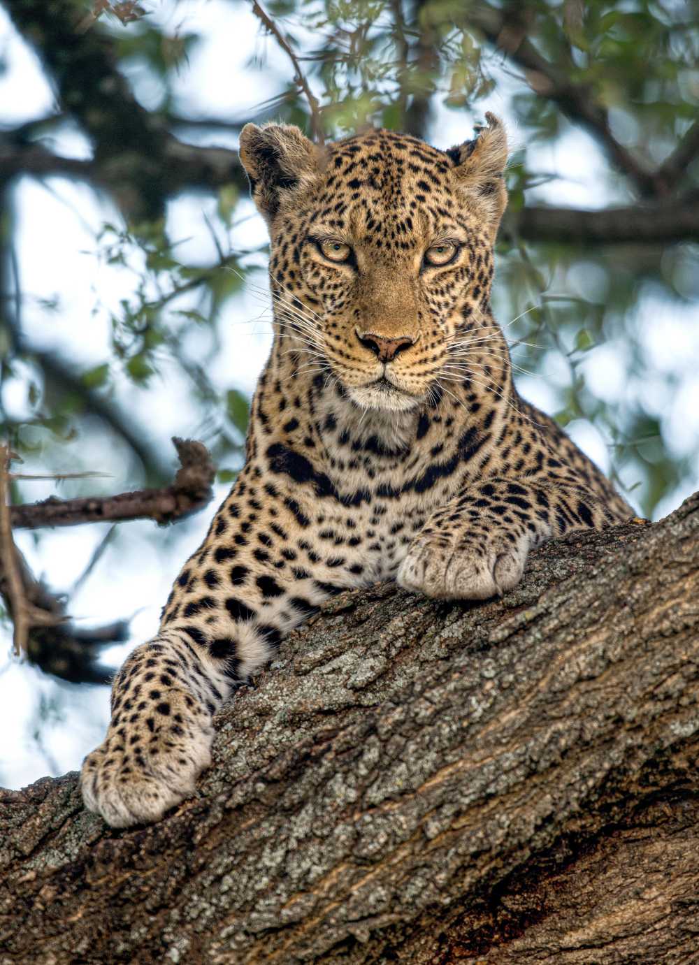 Join a kosher Kenya safari for the Great Migration 2026 with Feel Holiday.