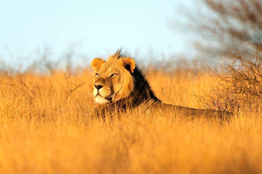 Join Feel Holiday for Summer Safari Experience in Kenya 2026.