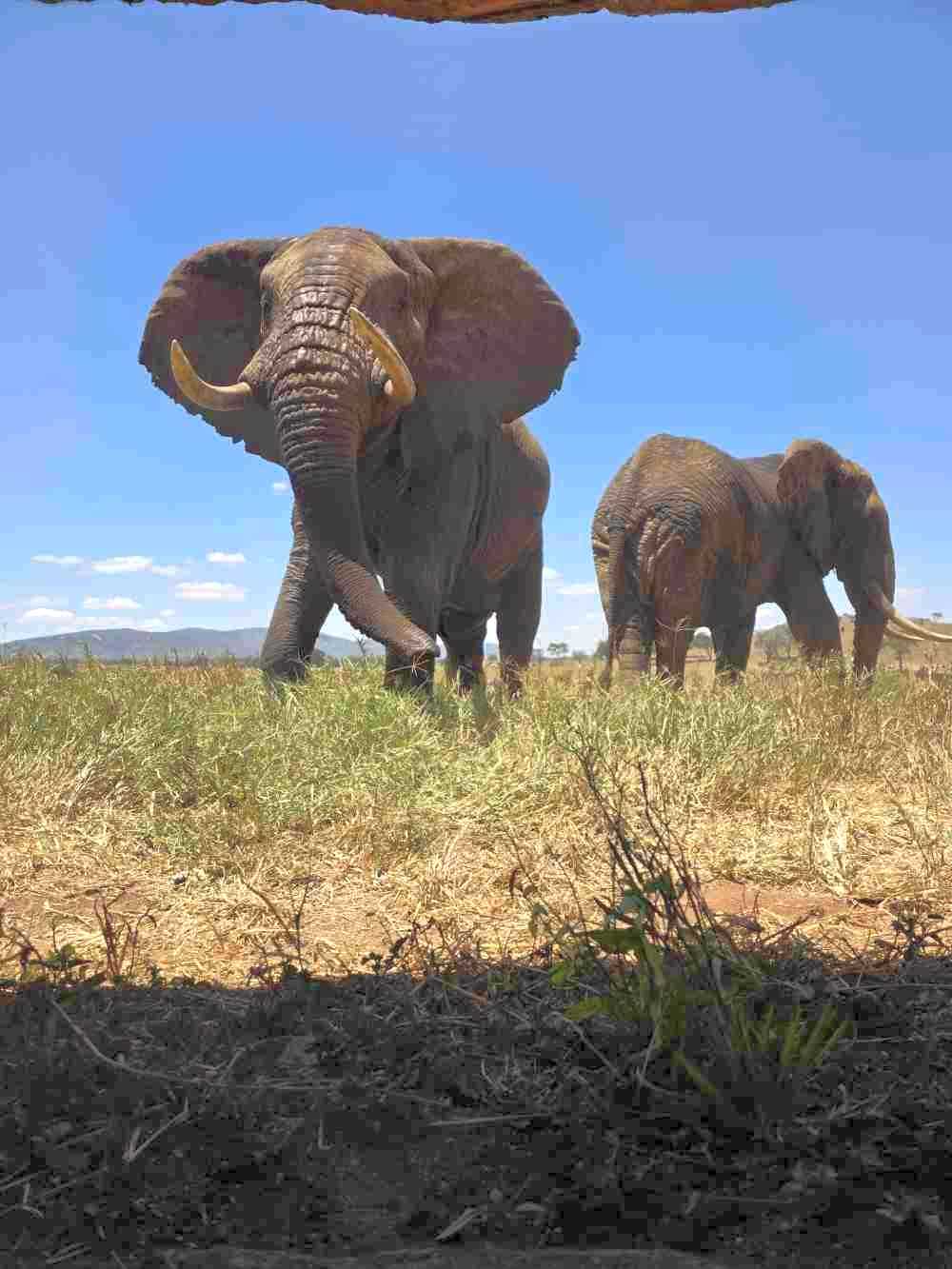 Join Feel Holiday for Summer Safari Experience in Kenya 2026.