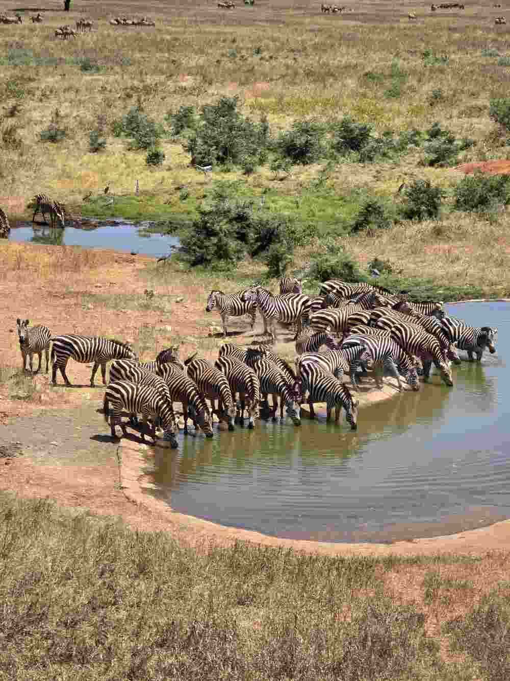 Join Feel Holiday for Summer Safari Experience in Kenya 2026.