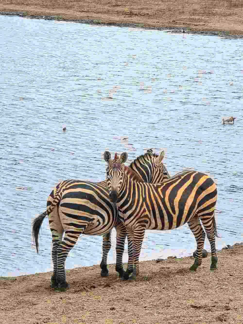 Join Feel Holiday for Summer Safari Experience in Kenya 2026.