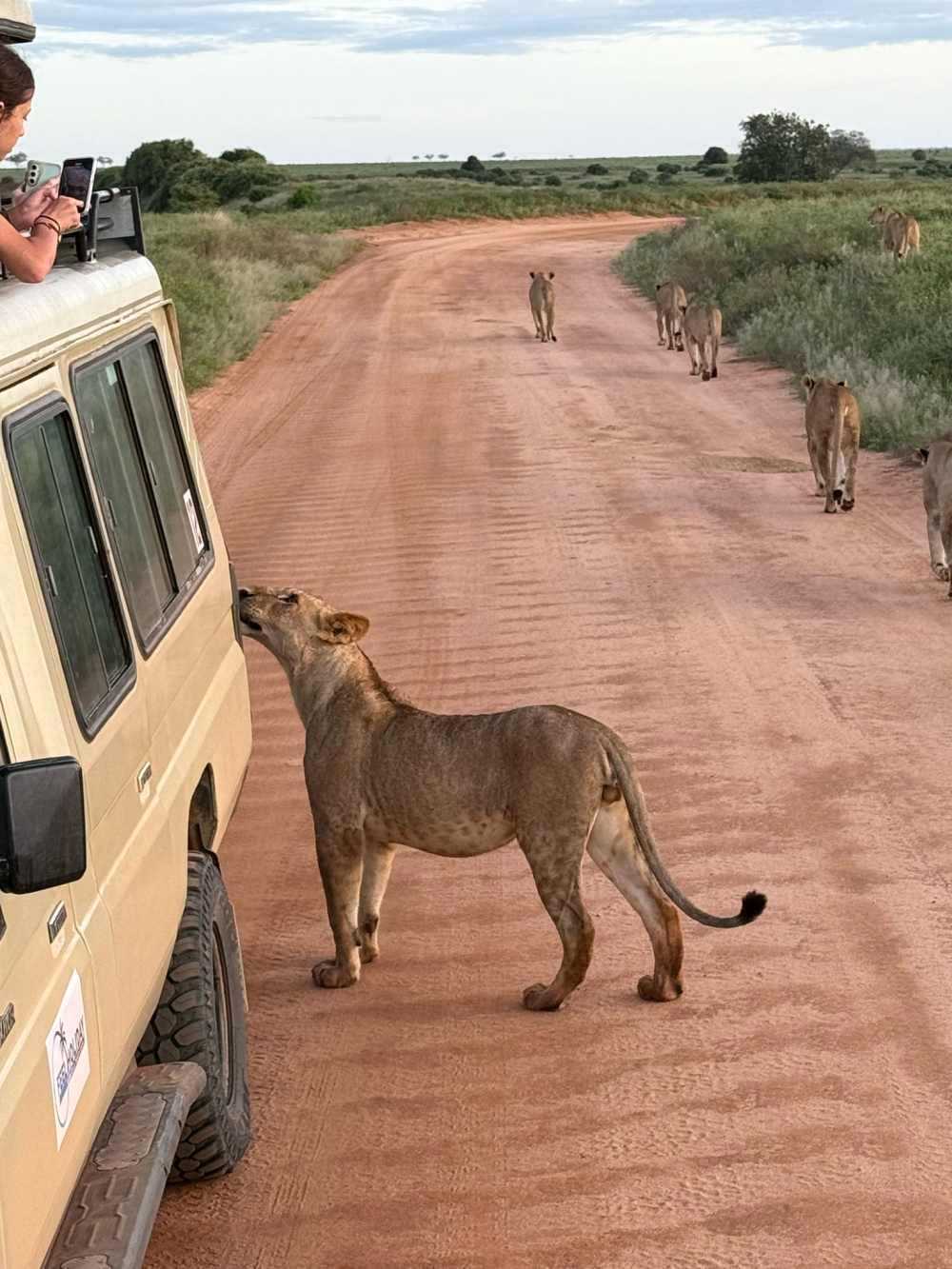 Join Feel Holiday for Summer Safari Experience in Kenya 2026.