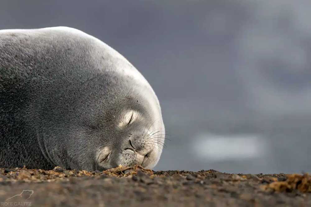 Join a fully kosher Arctic cruise to Svalbard and the North Pole in June 2027.