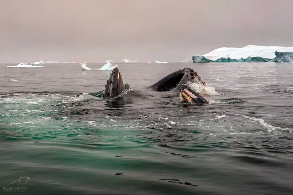 Join a fully kosher Arctic cruise to Svalbard and the North Pole in June 2027.