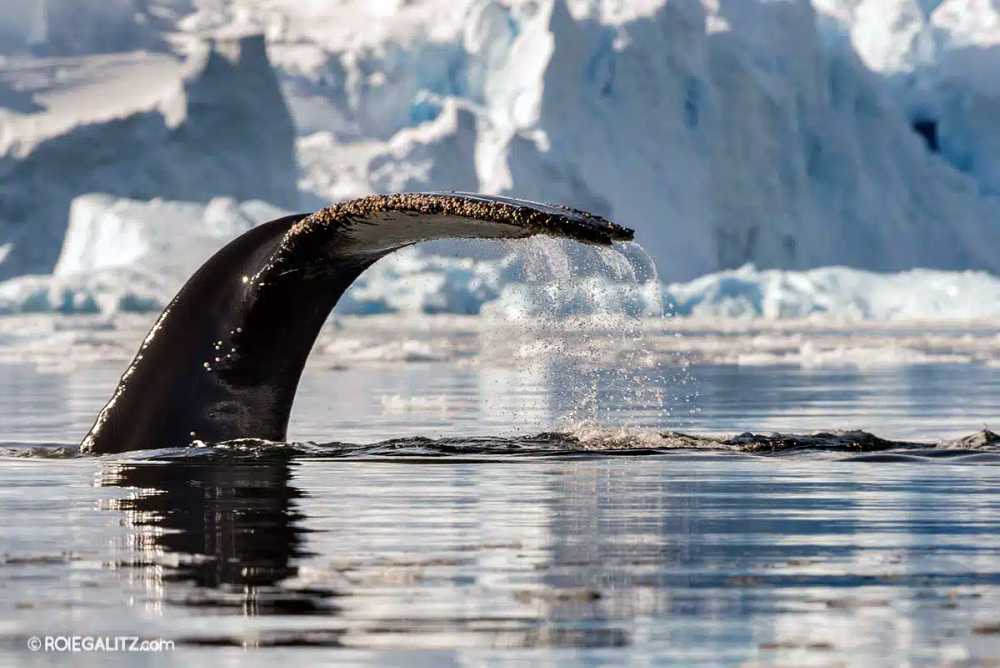 Join a fully kosher Arctic cruise to Svalbard and the North Pole in June 2027.