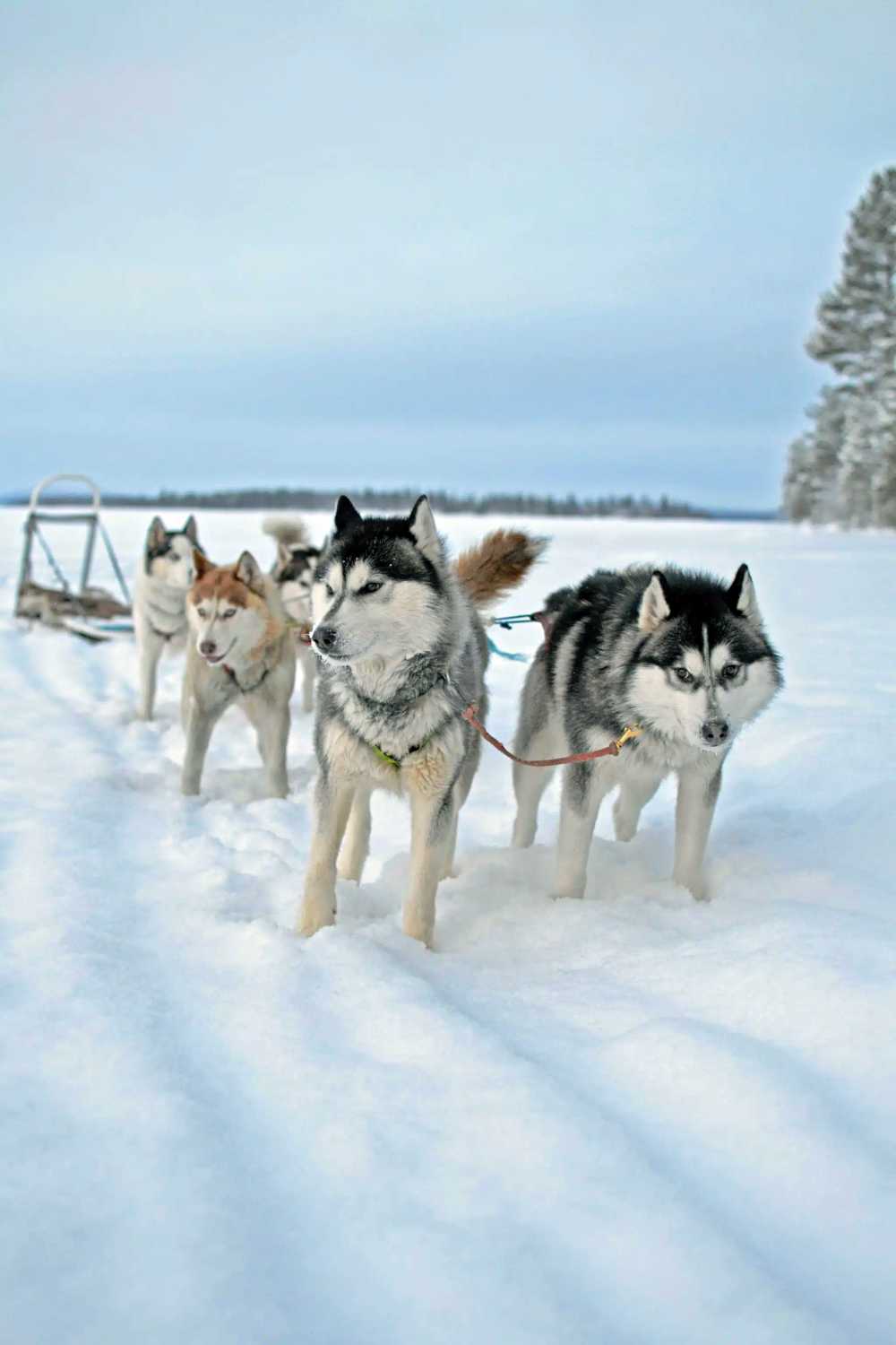 Experience a kosher Arctic adventure in Lapland with Kosher Travelers.