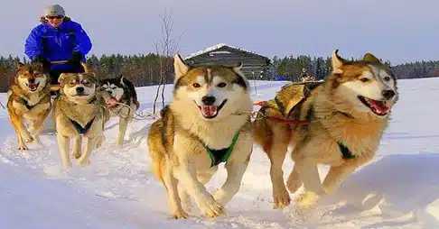 Experience a kosher Arctic adventure in Lapland with Kosher Travelers.