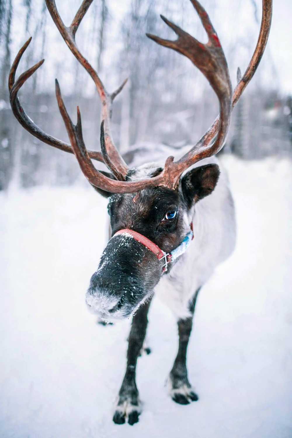 Experience a kosher Arctic adventure in Lapland with Kosher Travelers.