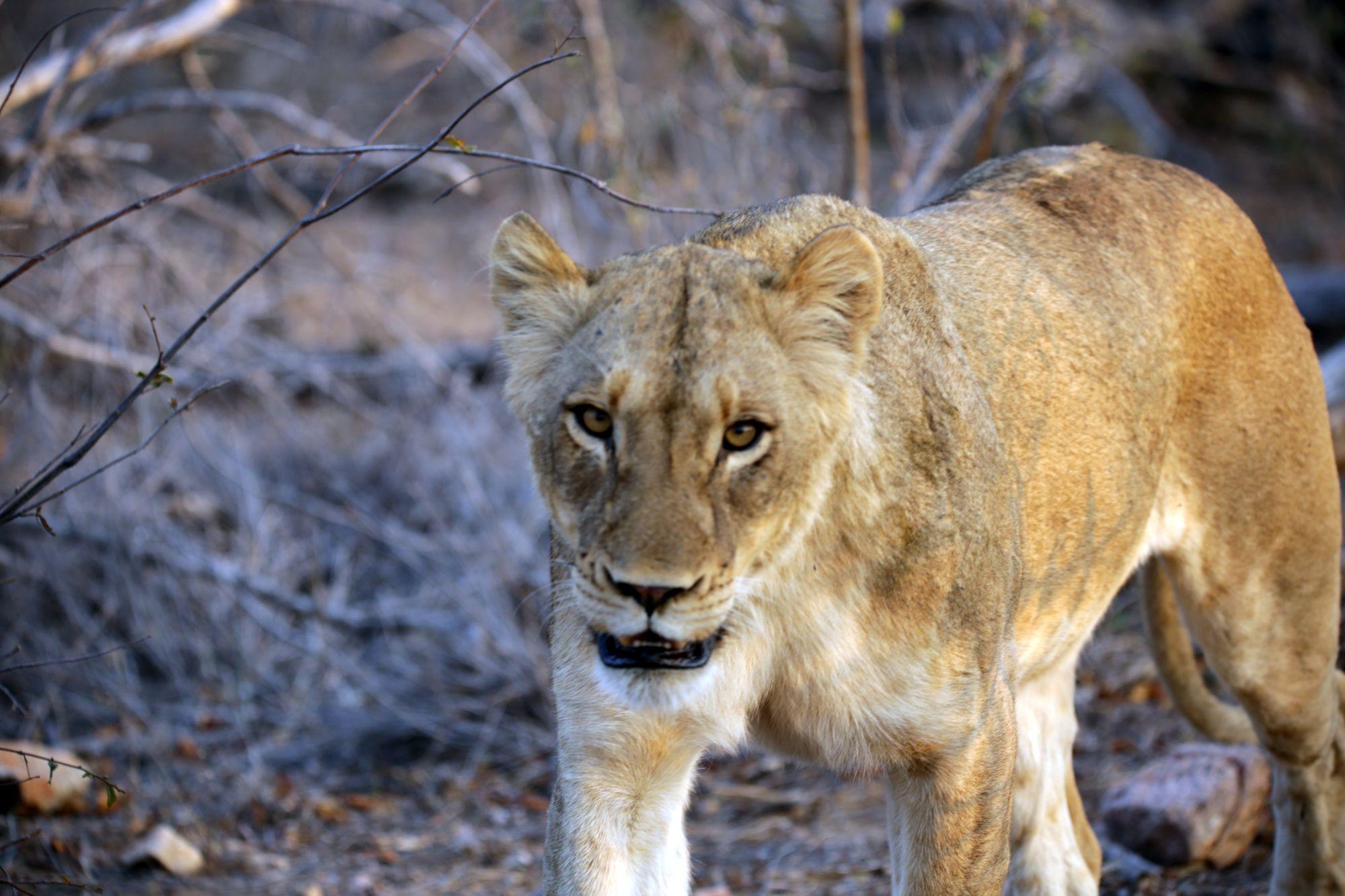 Kosher Tours - Kosher Vacations - African Safari