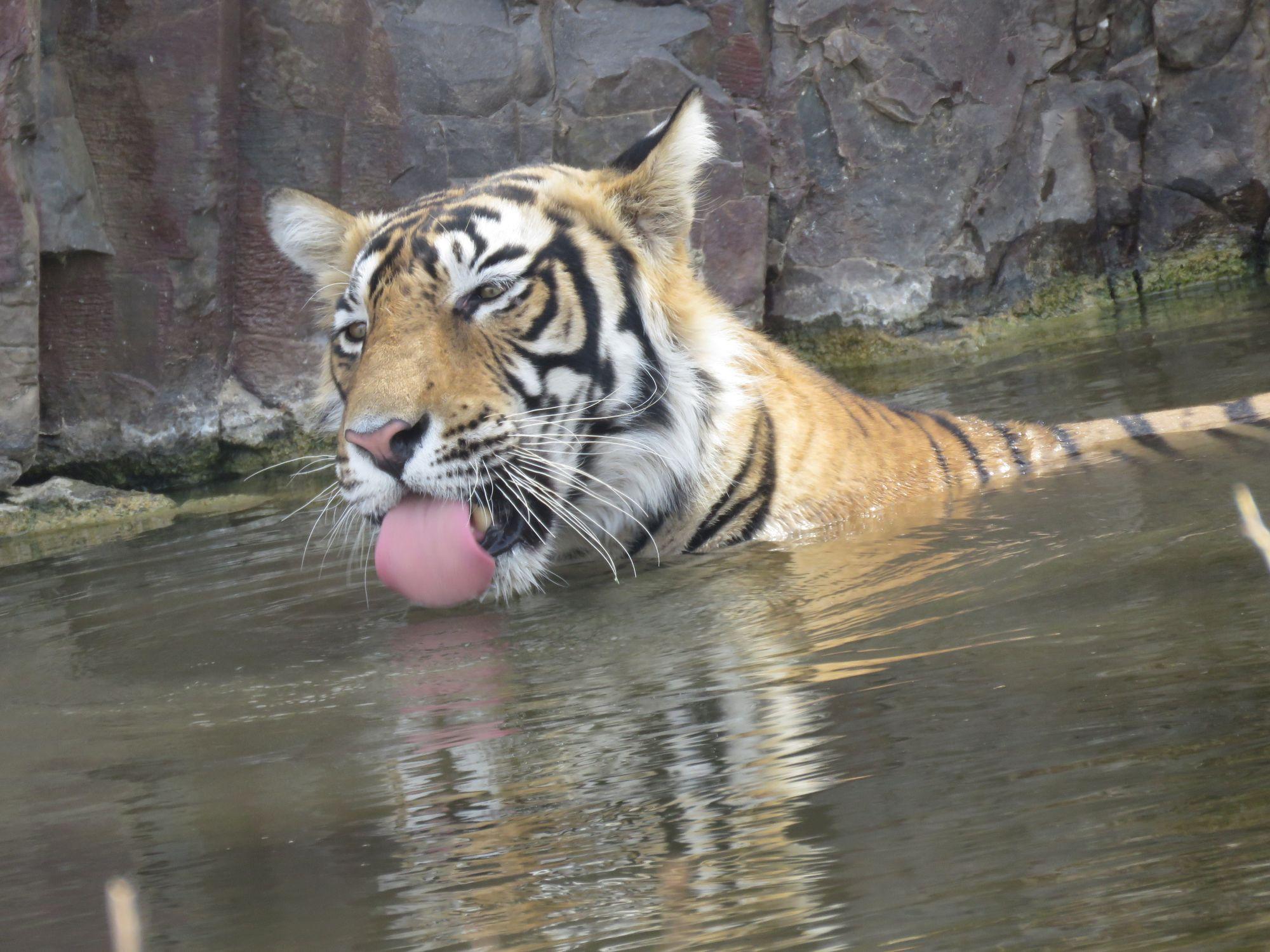 Kosher Tours - Kosher Vacations - Kosher Safari