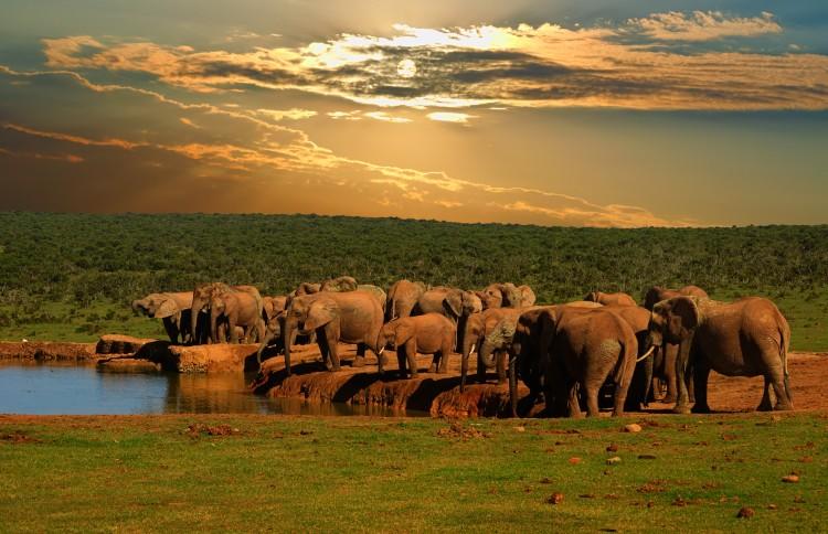 Kosher Luxury Summer Safari Vacation 2023 To South Africa