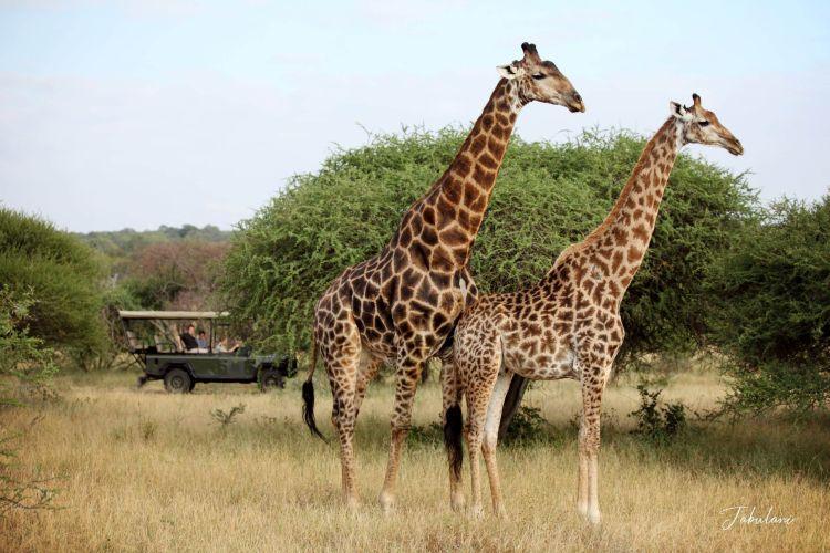 Luxury kosher safari tours
